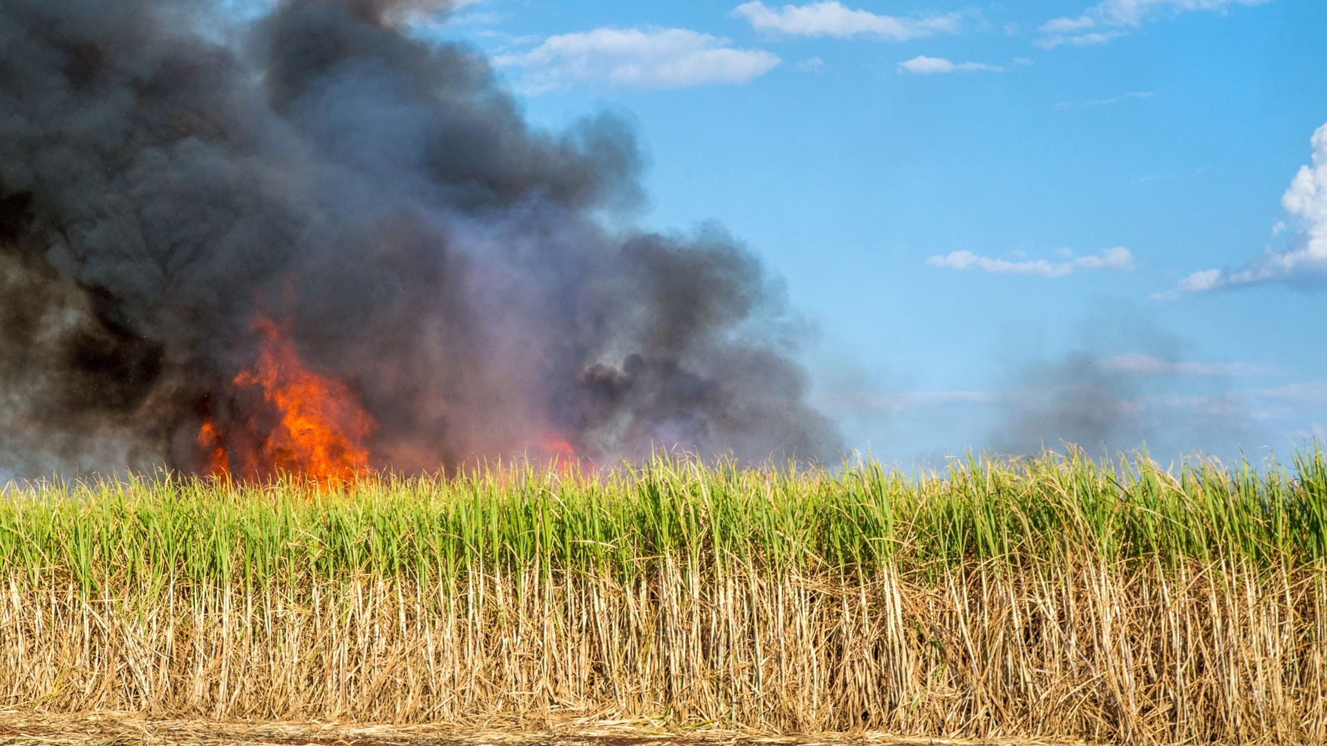 A sugarcane burning