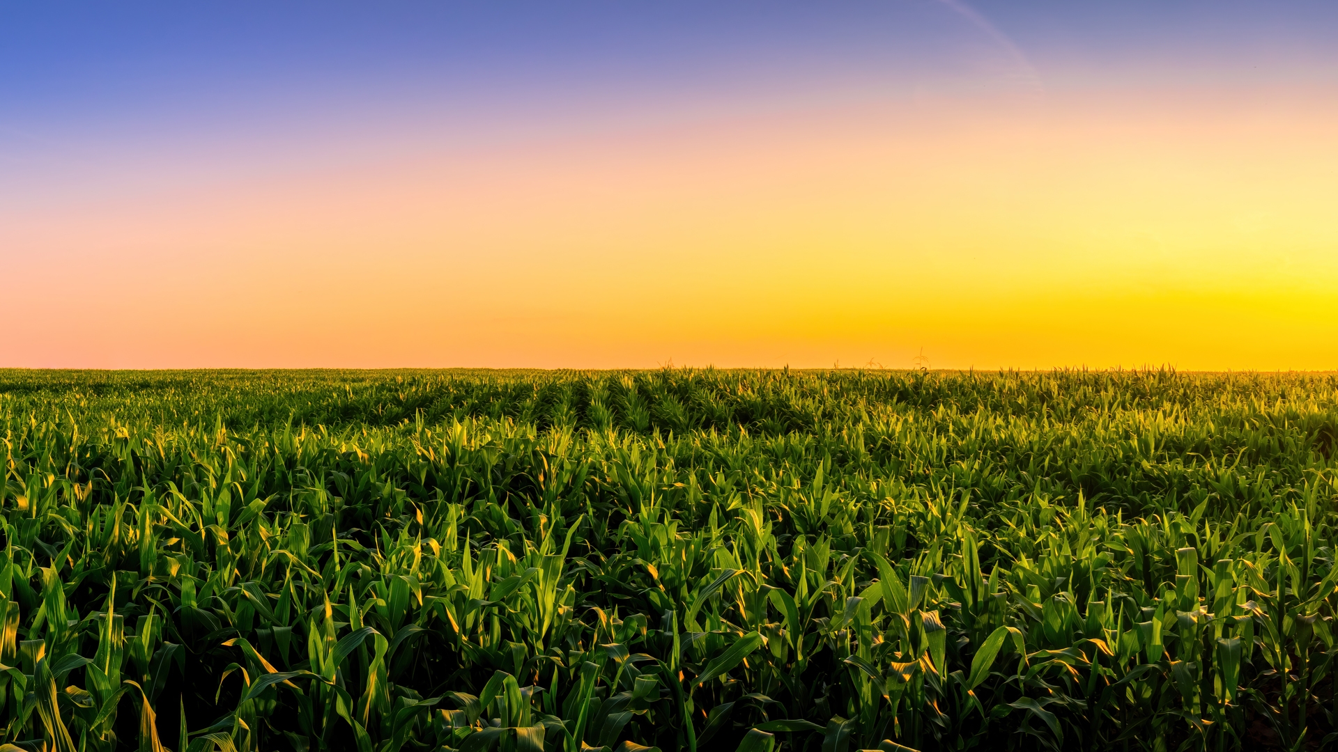 Rows of young corn in an agricultural field at sunset or sunrise
