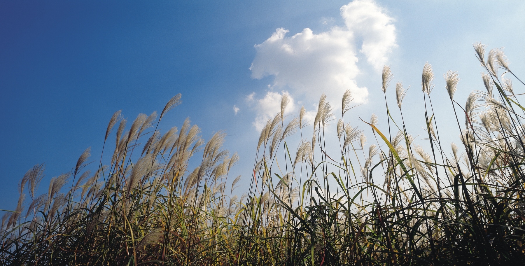 Wheat fields in a blue sky